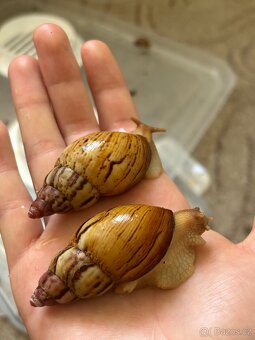 Šneci - 2