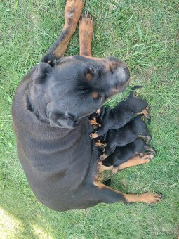 Šteniatka Rottweilera,Rotvajler s PP na predaj 🐾 - 2