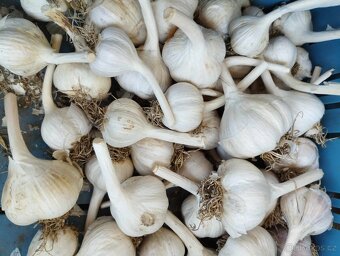 česnek, brambory - 2