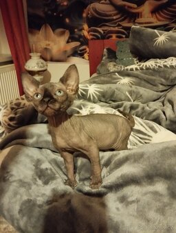 Kocourek kanadský sphynx - 2