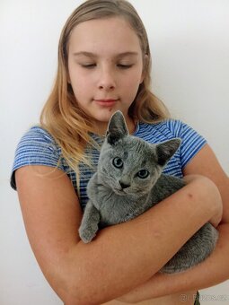 Ruská modrá kočka - 2