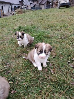 Štěně border kolie - 2