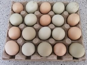 Domácí BIO vejce - 2