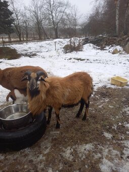 Kamerunské ovce - 2