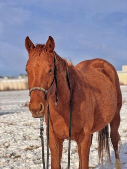 Qh valach po AP Royal Bar - 2