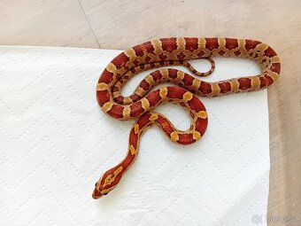 Užovka červená het Scaleless - 2