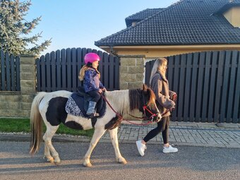 Poník-pronájem - 2