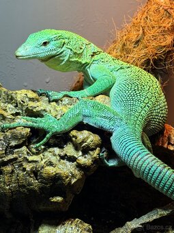Varanus prasinus (Varan smaragdový ) - 2