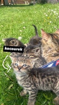 Daruju koťátka - 2