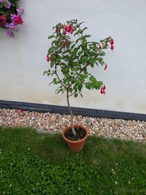 Fuchsie, stromkové Fuchsie, trvalky, keře - 2