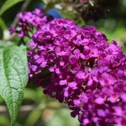 Motýlí keř (Komule, Buddleia Davidii), zakořeněný výhon - 2