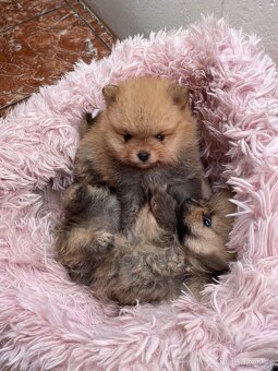 Pomeranian - 2