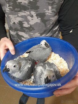 Žako Kongo - mladé na ručné dokŕmenie - 2