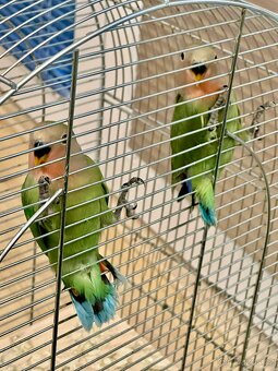 Agapornis růžohrdlý - 2