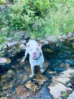 American bully XL krytí - 2