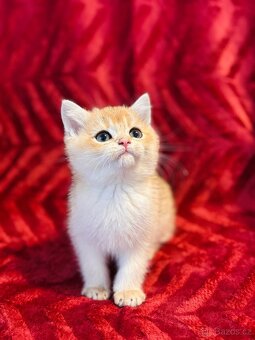 Luxusní zlata britská činčila koťata s PP pro chov - 2