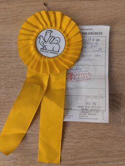 Zdrobnělá Brahmánka kohout - 2