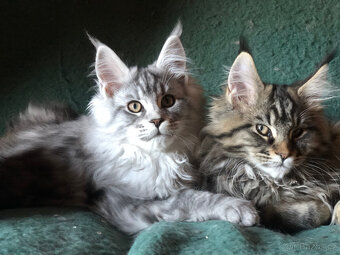 Mainská mývalí sPP - 2