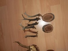 Dekorace - parůžky ,staré z roku cca 1940. - 2