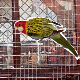 Rosela pestrá nádherná - 2