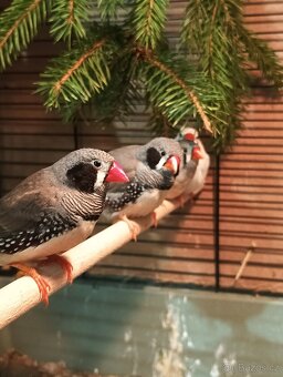 Zebřička pestrá letošní - 2