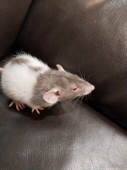 Potkan,potkánek - 2