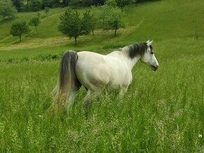 Shagya arab - 2