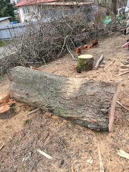 Dřevo kmen třešeň - 2