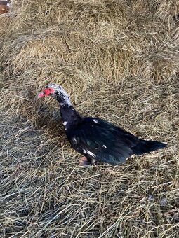 Kachna pižmová - 2