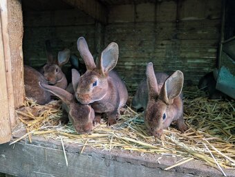 Králík Kastorex - 2