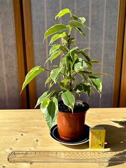 Fíkus, Ficus benjamina, Golden King,Twilight, březový fík - 2
