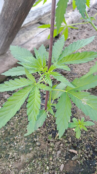 Konopná semínka CBD+další kanabinoidy - 2