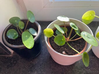 Pilea - 2