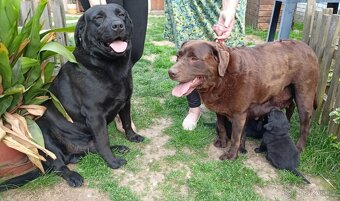 Labrador štěňata bez PP - 2