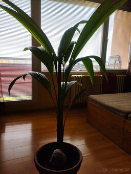 Kokosová palma a Pandan - 2