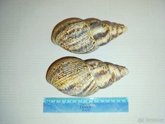 Mušle, 2 Ks, cca 15 cm - 2
