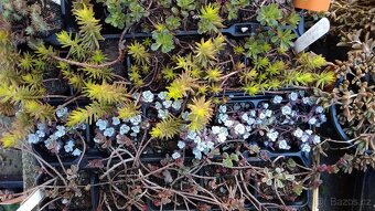 Rozchodník (Sedum) – na skalku i balkón - 2