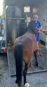 Pony klisna WPBR - 2