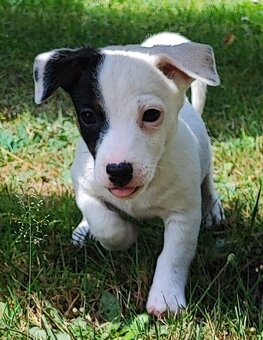 Jack Russel terier, kouzelná štěňátka - 2