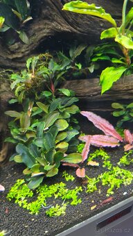 Akvarijní rostliny - 2