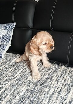 Americký kokršpaněl bez  PP psík - 2