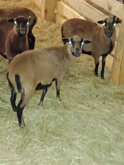 kamerunska ovečka - 2