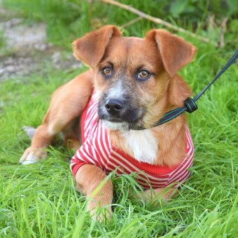 Mochi hledá domov - 2