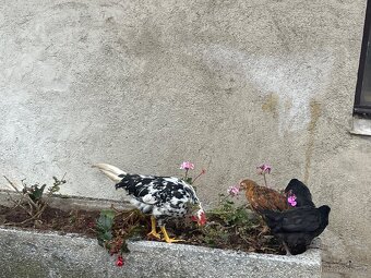 Exquecher kohouti - 2