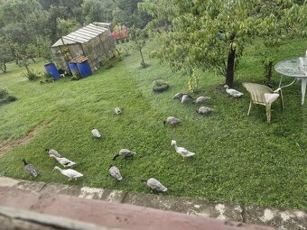 Indicky bezec - PÁR (mozno dva pary) - 2