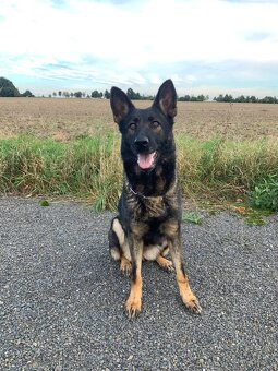 Německý ovčák - štěňata s PP - 2