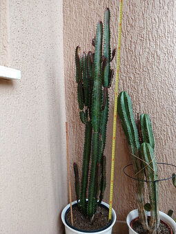 3 hodně velké kaktusy - 2