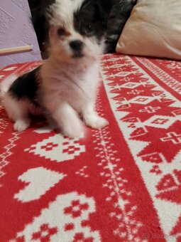 Shih-tzu fenečka - 2