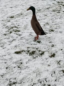 indický běžec - 2