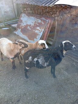 Prodám kamerunské ovce - 2